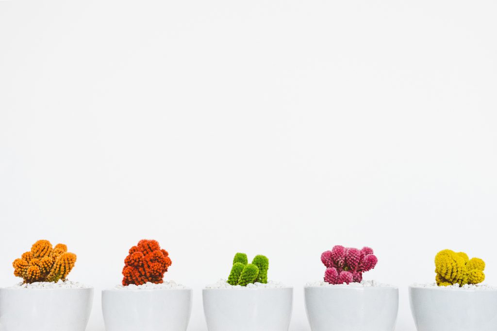 colourful and diverse cactus pots